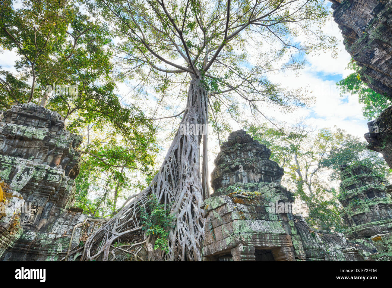 Preah Khan Temple ancient tree roots, Angkor Stock Photo