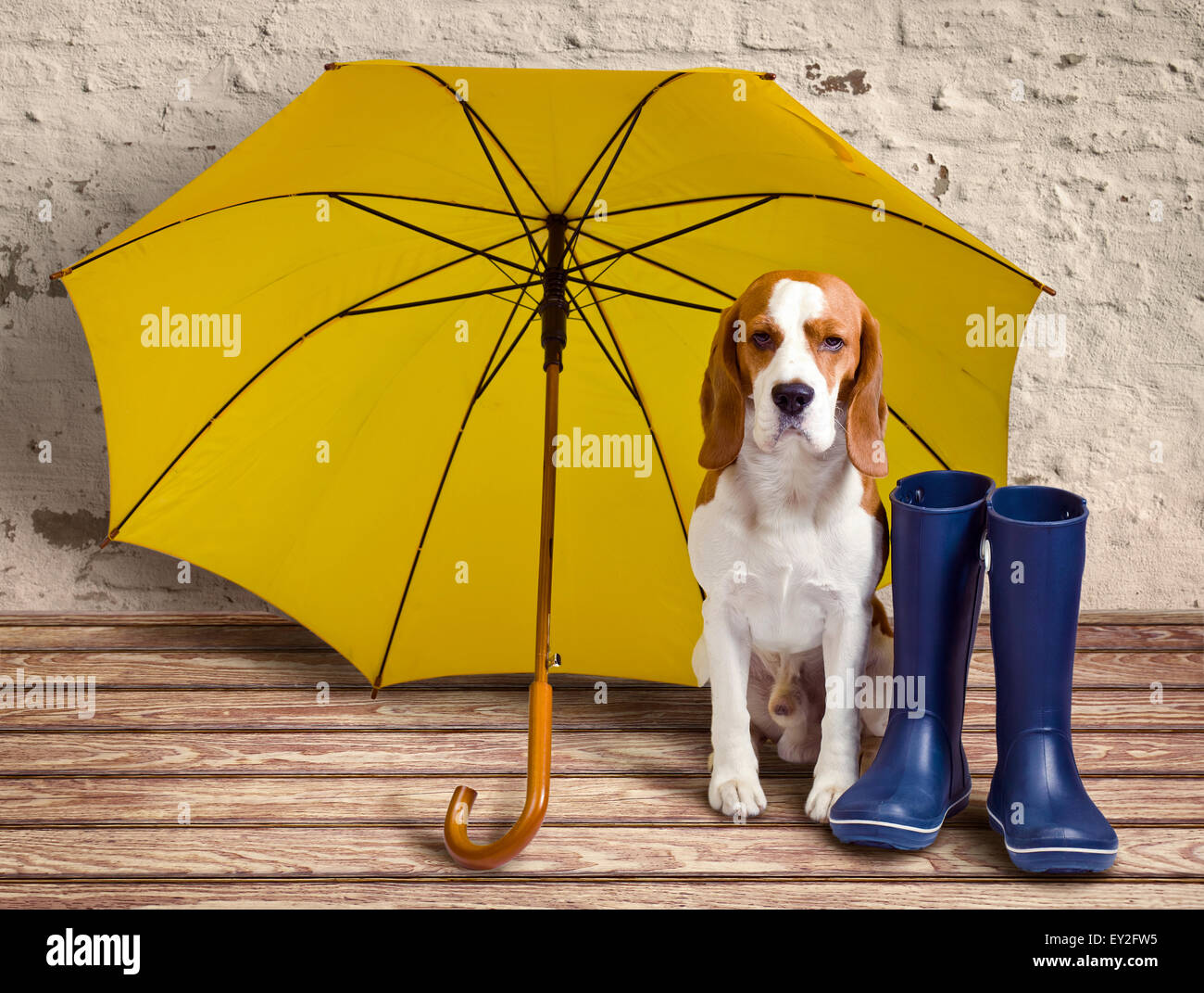 beagle rain boots
