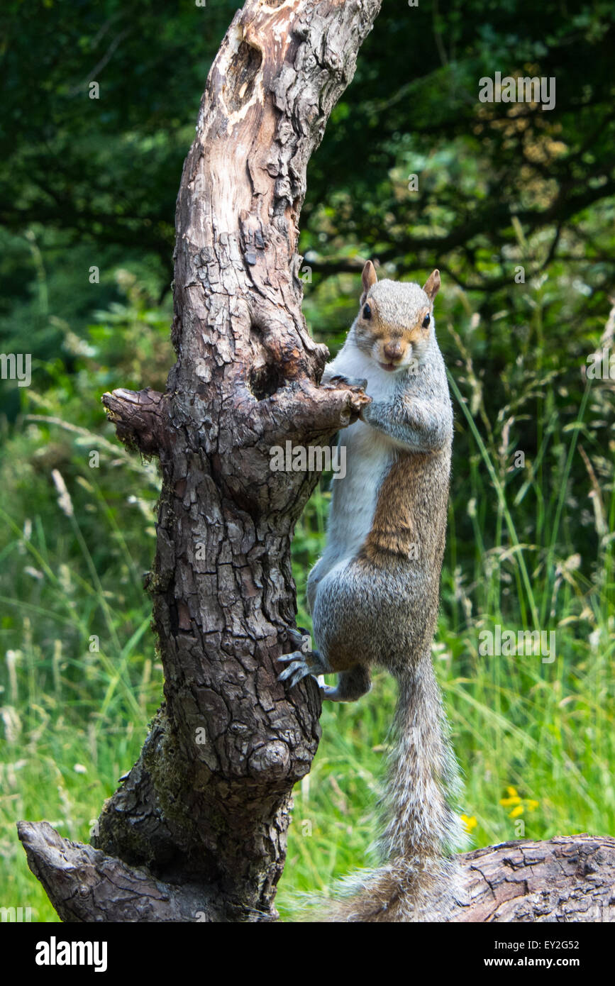 Grey Squirrel climbing on branch looking at me  cannock  chase staffordshire uk July 2015 Stock Photo