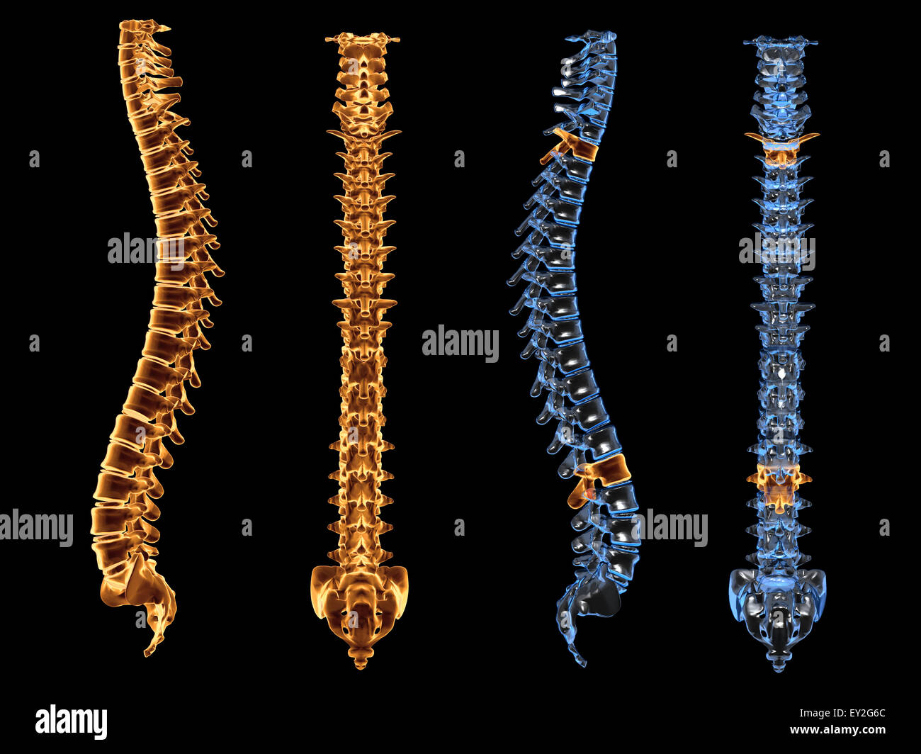 3d X-rays of the spine in front and side view Stock Photo