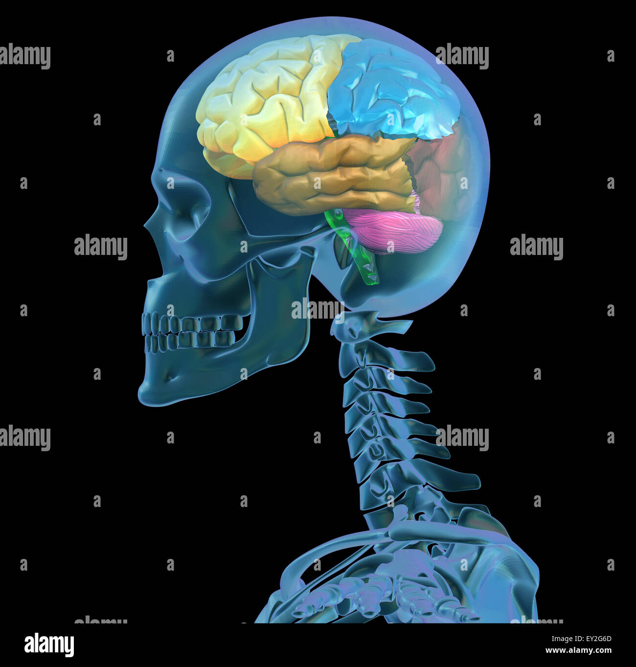 Head skull brain Stock Photo - Alamy