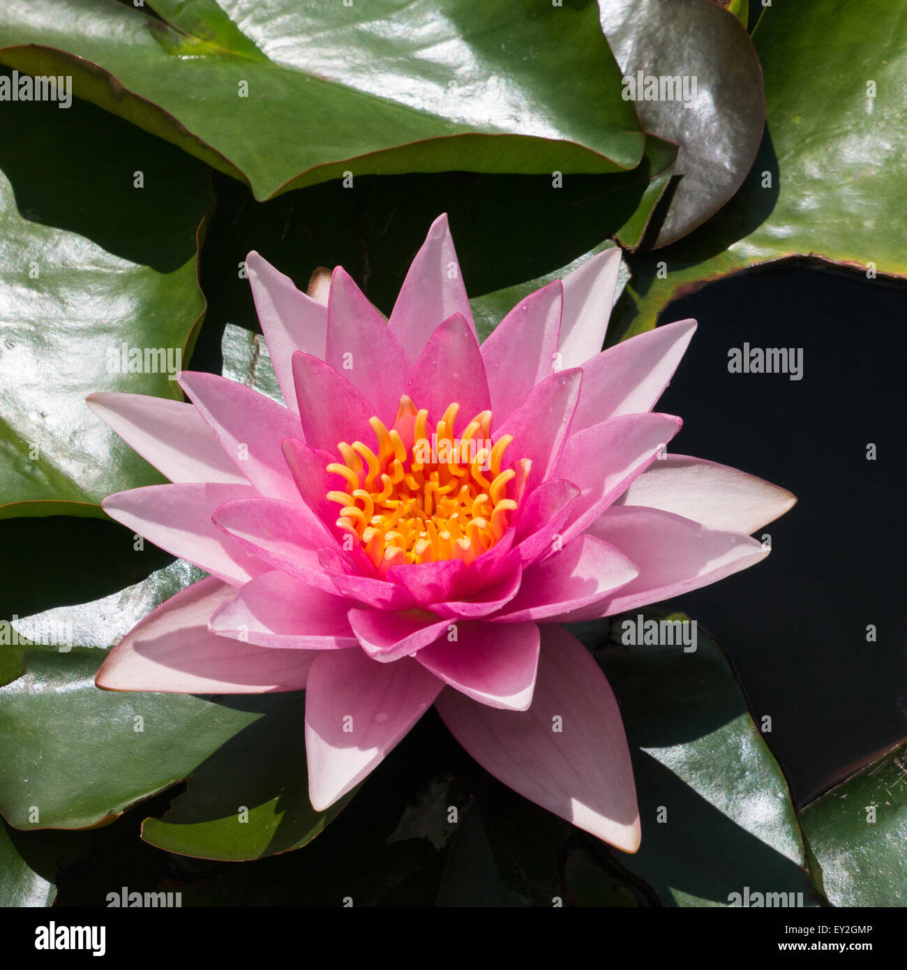 Nymphaea  Formosa water lily Stock Photo
