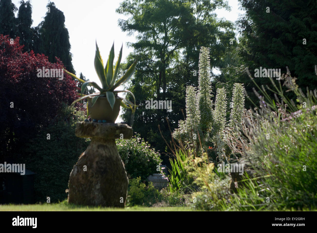 Aloe Vera feature plant in garden Stock Photo