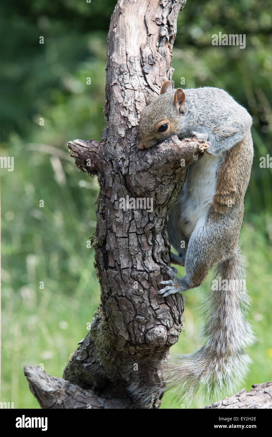 Grey Squirrel climbing on branch cannock staffordshire uk July 2015 Stock Photo