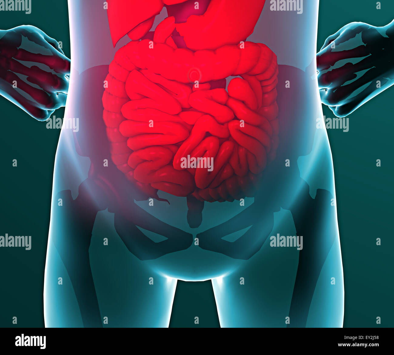 3d Human x-ray with pain in the abdominal cavity Stock Photo