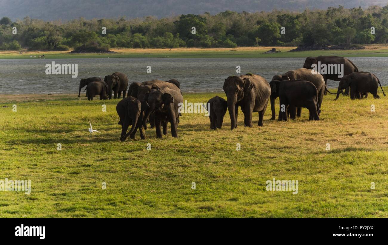 elephant watching on a safari game drive Stock Photo