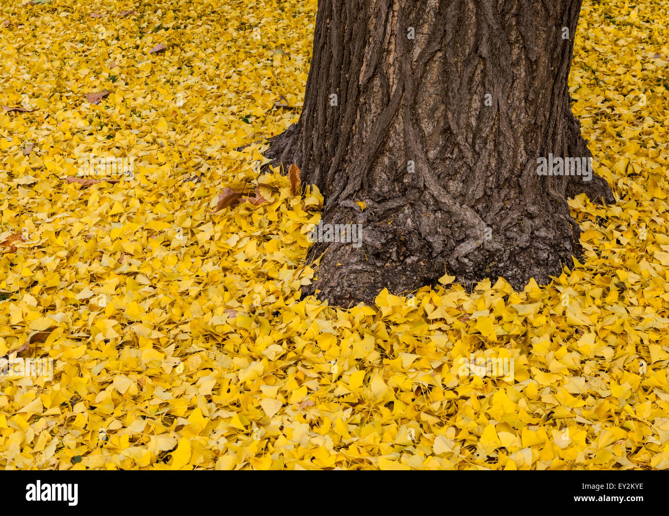 Trunk of tree sits on carpet of yellow leaves near Plaza Lealtad in Madrid Stock Photo