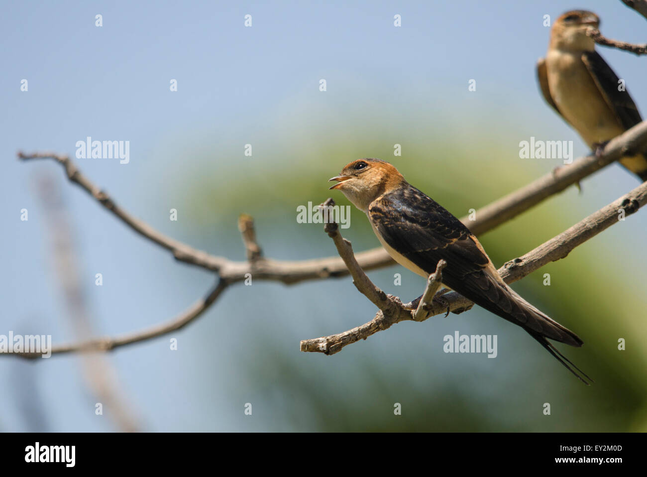 Juvenile Redrumped swallow, Cecropis daurica, Hirundo daurica