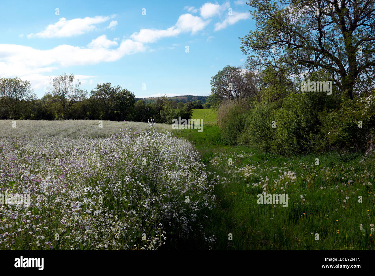 Field of wild radish (Raphanus raphanistrum), Shropshire, England, UK Stock Photo