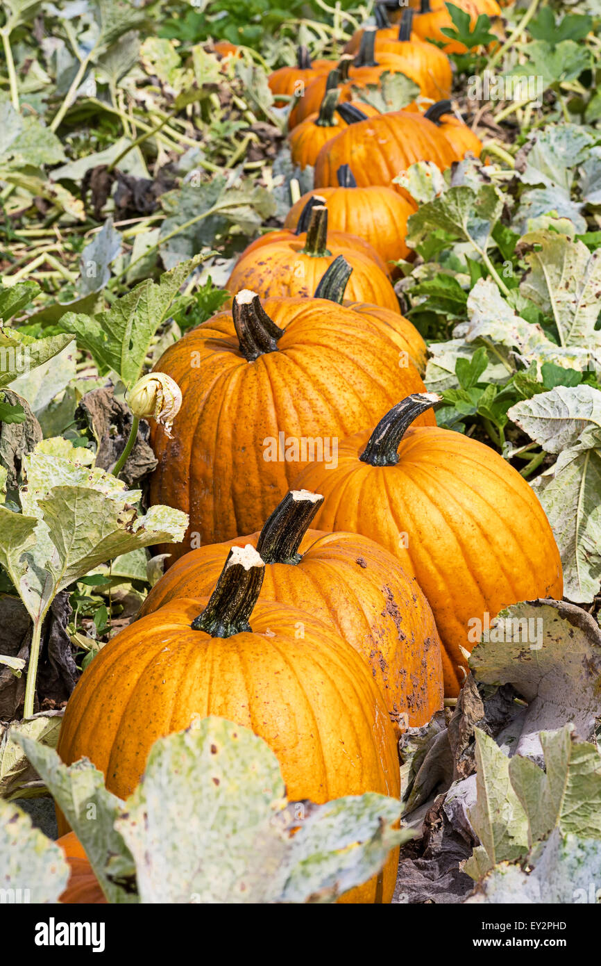 Pumpkin harvest in a farm field Stock Photo - Alamy