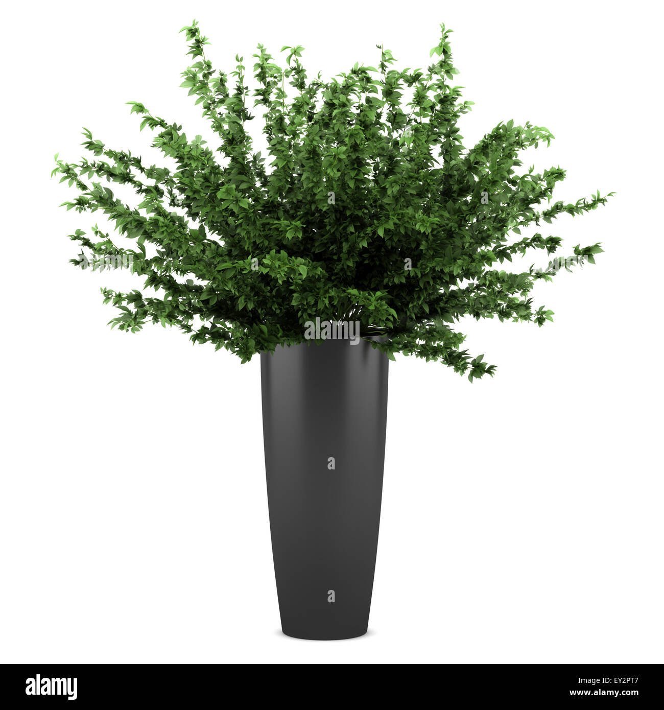 decorative plant in black pot isolated on white background Stock Photo ...