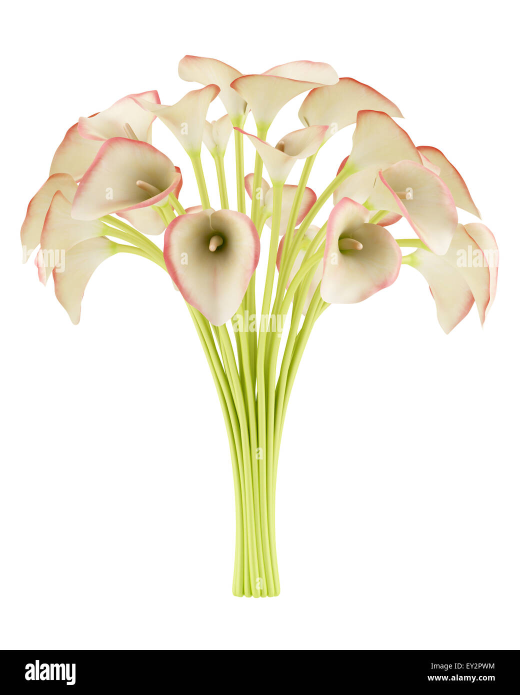 bouquet of calla lilies isolated on white background Stock Photo - Alamy