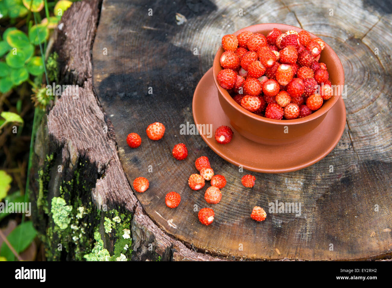 Wild organic strawberries in bowl over rustic wooden stump close up ...