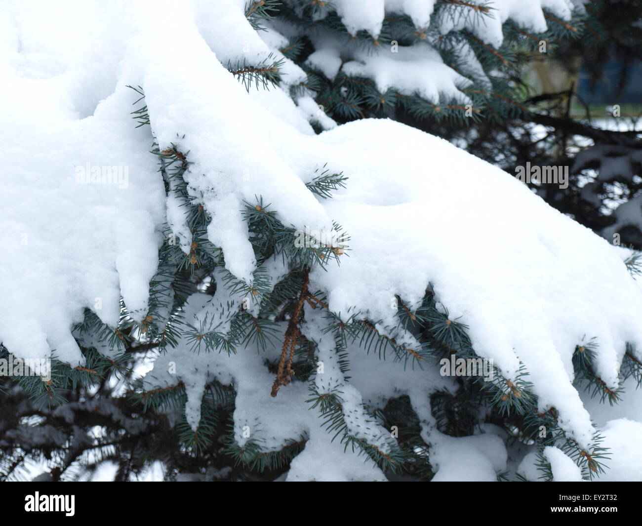 Snow covered green branches hi-res stock photography and images - Alamy