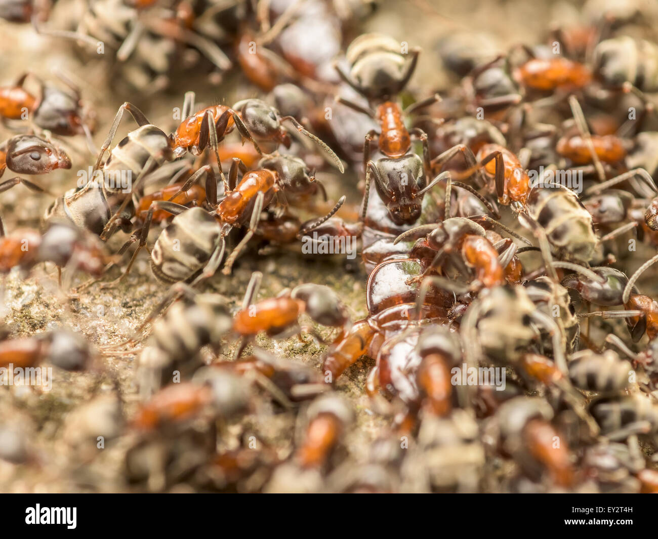 Swarm Of Ants Eating Giant Centipede Macro Stock Photo - Alamy