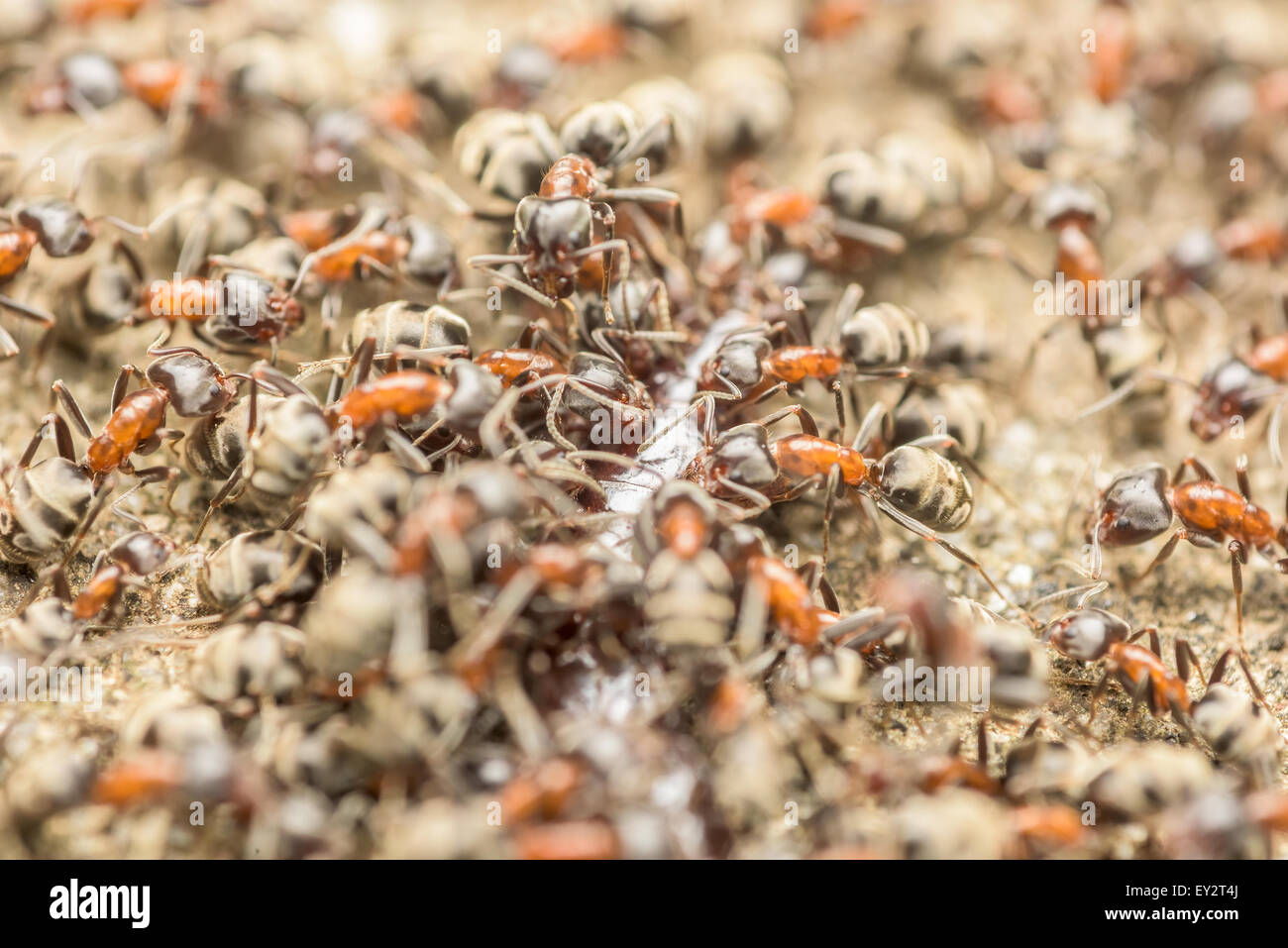 Swarm Of Ants Eating Giant Centipede Macro Stock Photo Alamy