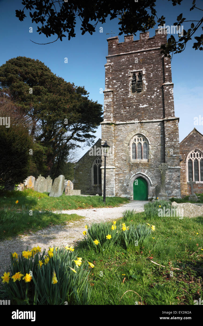 A Cornish church with a tower and daffodils growing by the path. Stock Photo