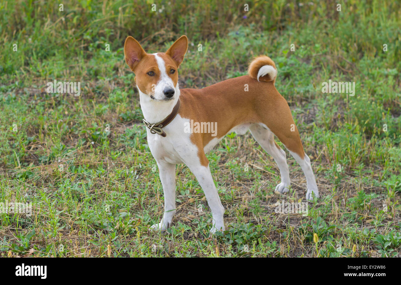 Cute Basenji dog - troop leader Stock Photo - Alamy