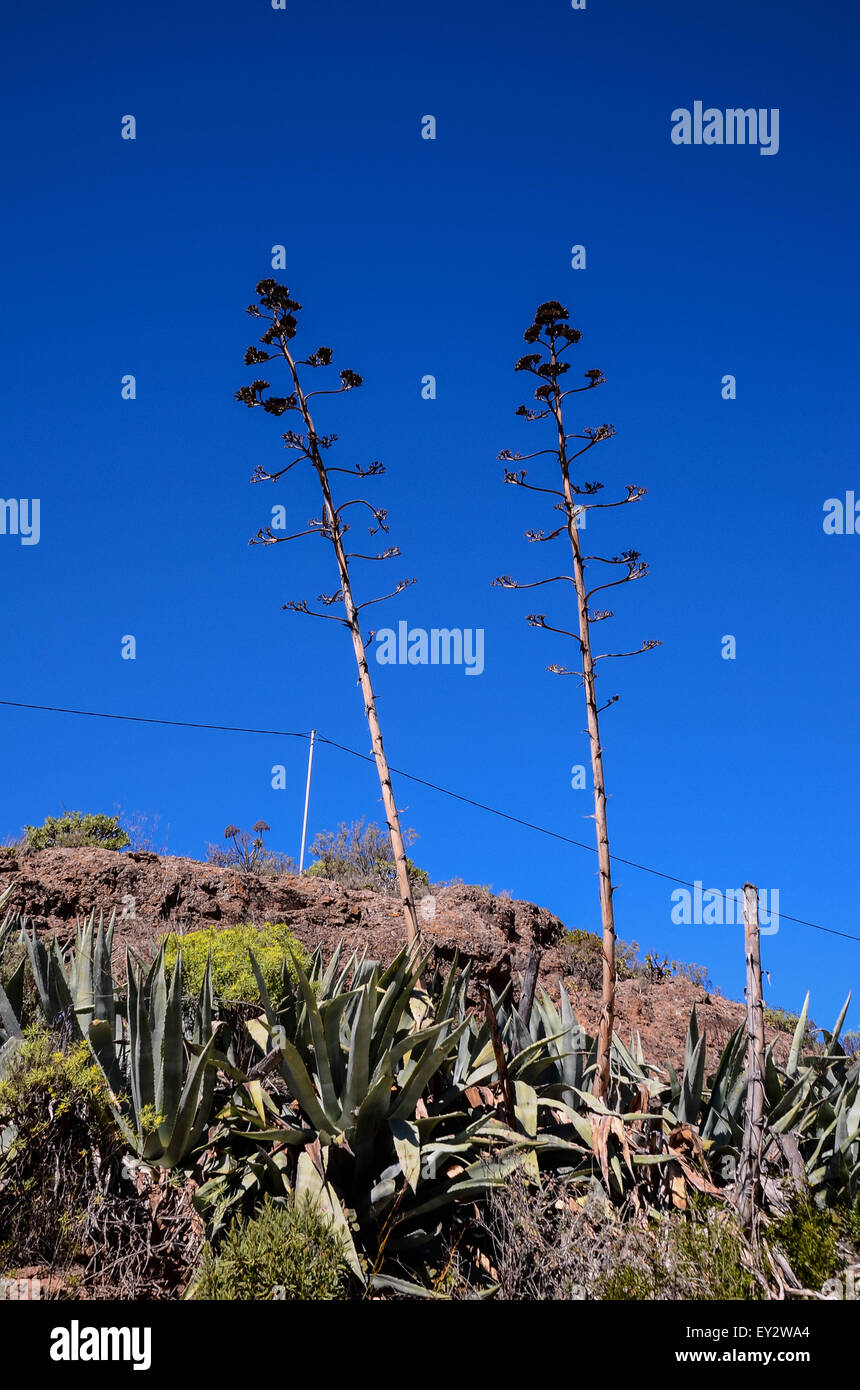 Green Agave Plant Cactus Stock Photo Alamy