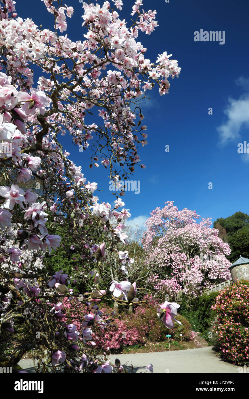 A group of magnolia shrubs in full bloom against a deep blue sky. Stock Photo