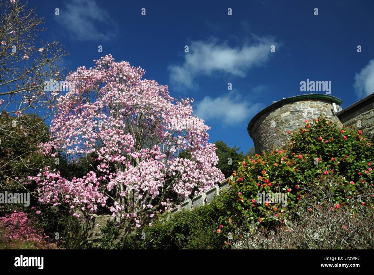Pink magnolias in bloom with a castle wall and deep blue sky. Stock Photo