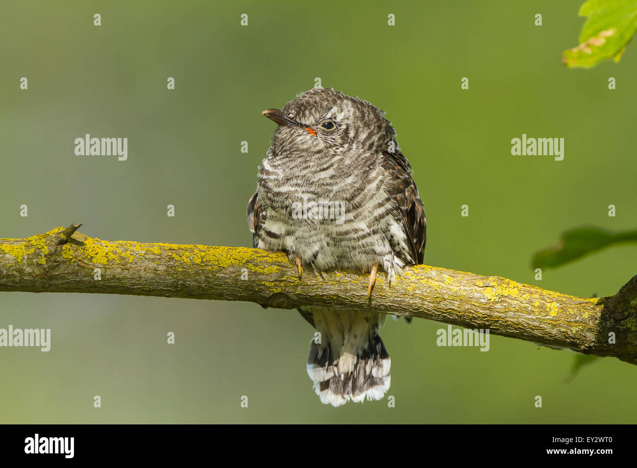 A juvenile Cuckoo waiting for it's new parents to feed it. Stock Photo