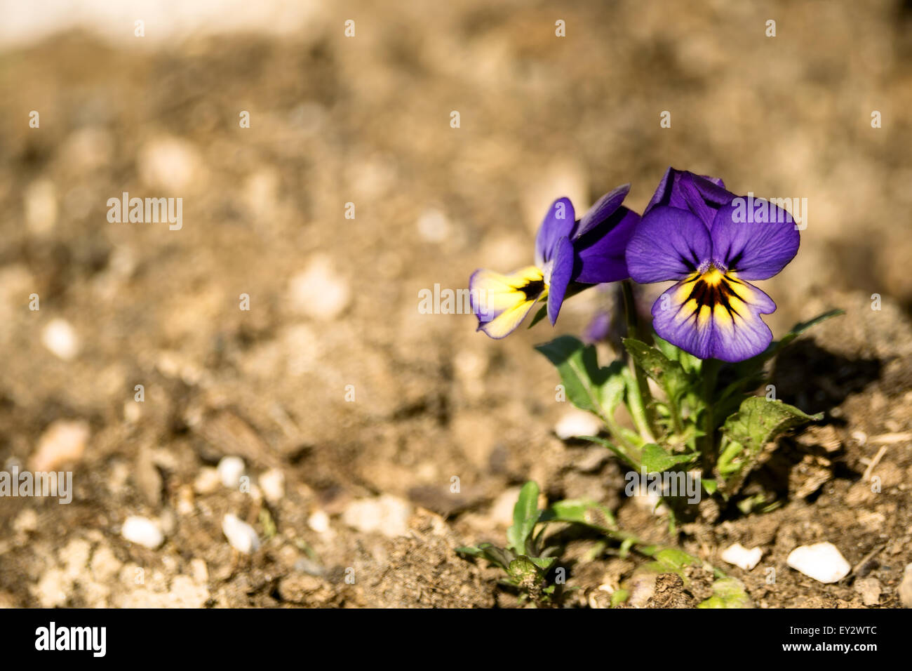 Close-up of purple and yellow Violet flower (Viola odorata) in spring. Stock Photo
