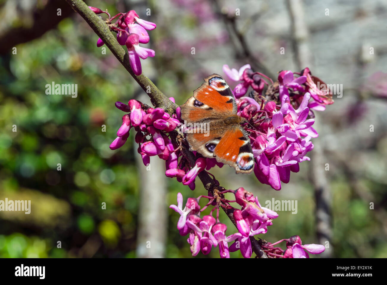 Peacock butterfly (Aglais io) on Judas tree branches (Cercis siliquastrum) in blossom closeup at the Garden of Buckland Abbey Stock Photo