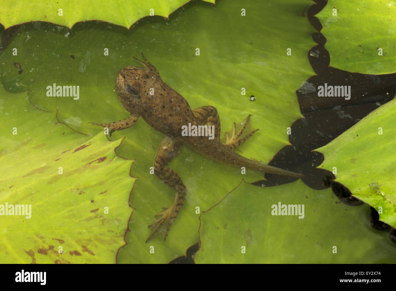 American bullfrog (Lithobates catesbeianus), indigenous to North America, (Rana catesbiena), Washington, District of Columbia, o Stock Photo