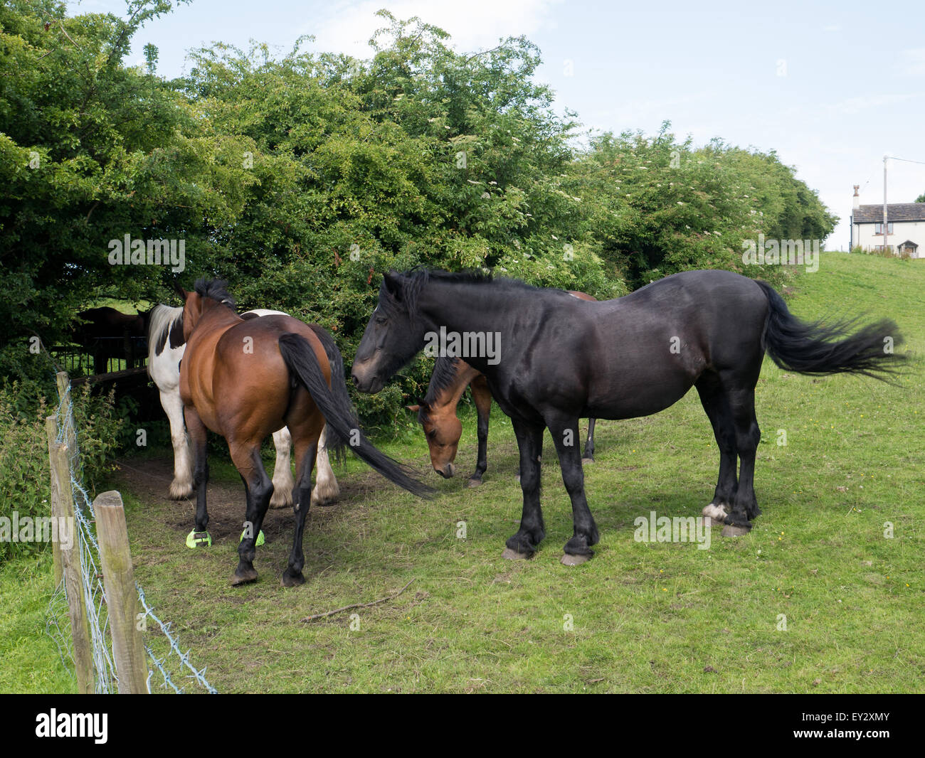 Horses in a corner of a field Stock Photo