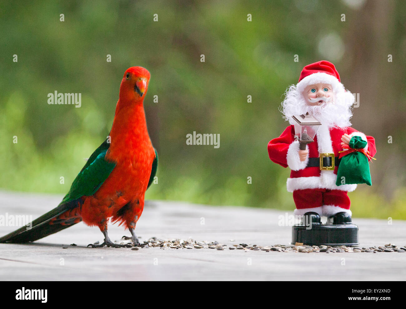 Santa and the Birds Stocking