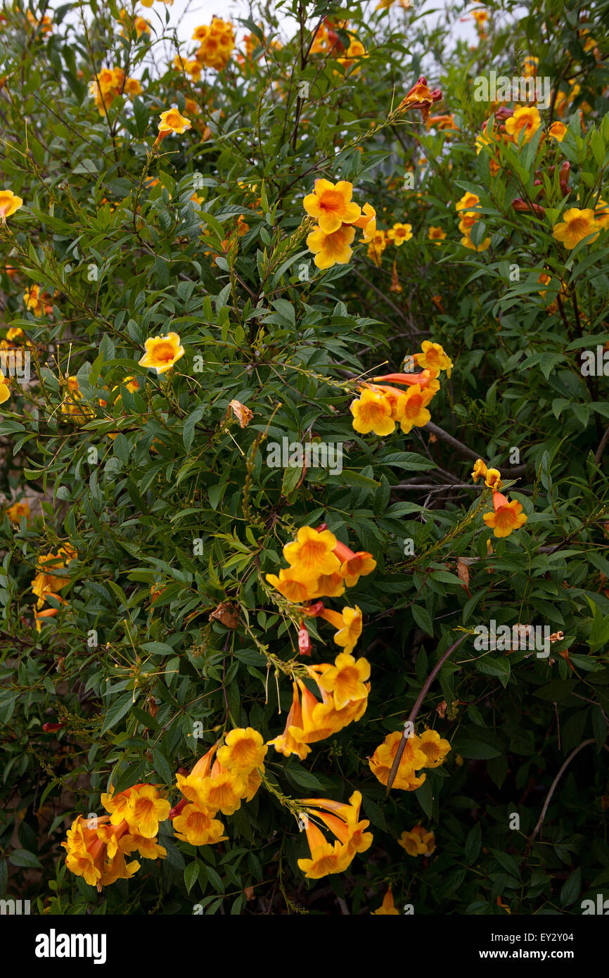 Sunrise yellow bells / Trumpet-vine (Tecoma Stock Photo