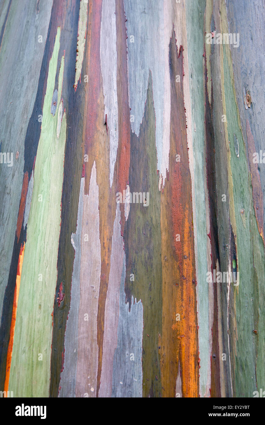 Rainbow Eucalyptus Trees Stock Photos Rainbow Eucalyptus Trees