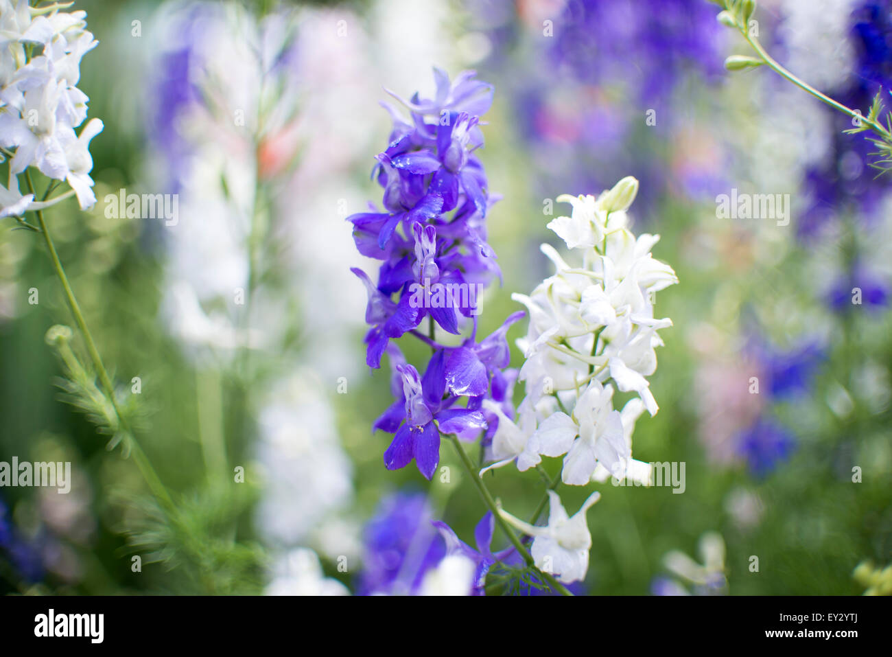 Detail of purple and white flowers with shallow DOF Stock Photo