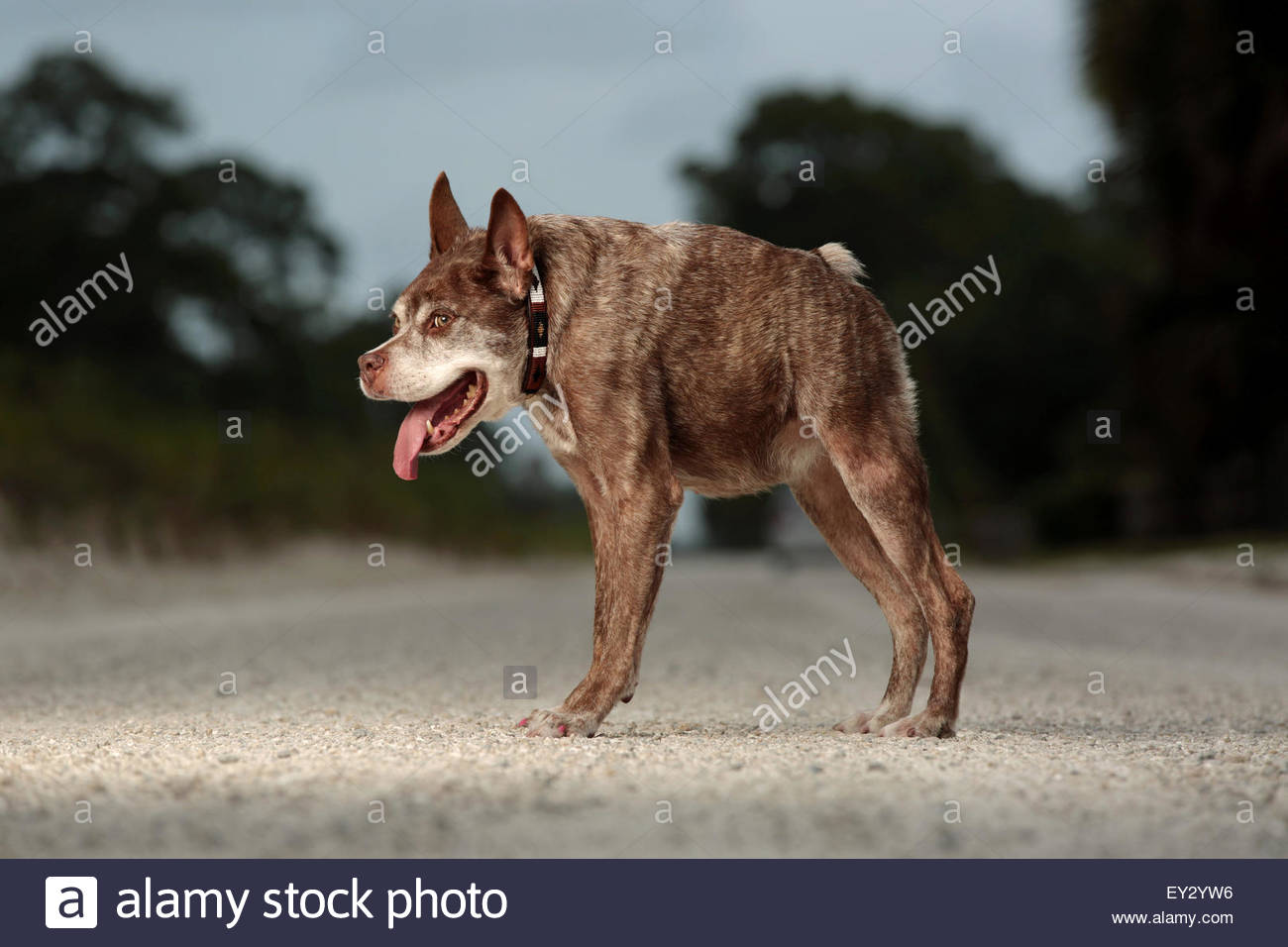 Quasi Modo who was voted The World's Ugliest Dog 2015 Stock Photo ...