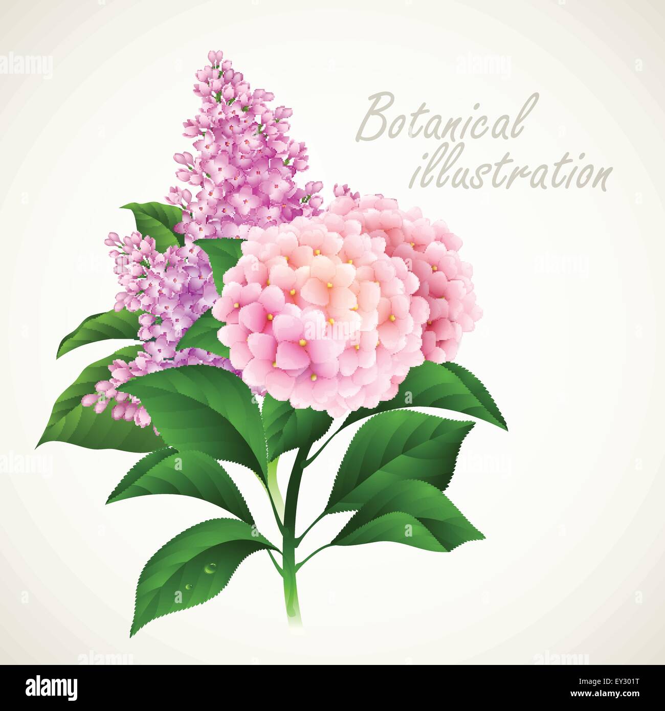 Botanical vector illustration. Vintage floral card Stock Vector Image ...