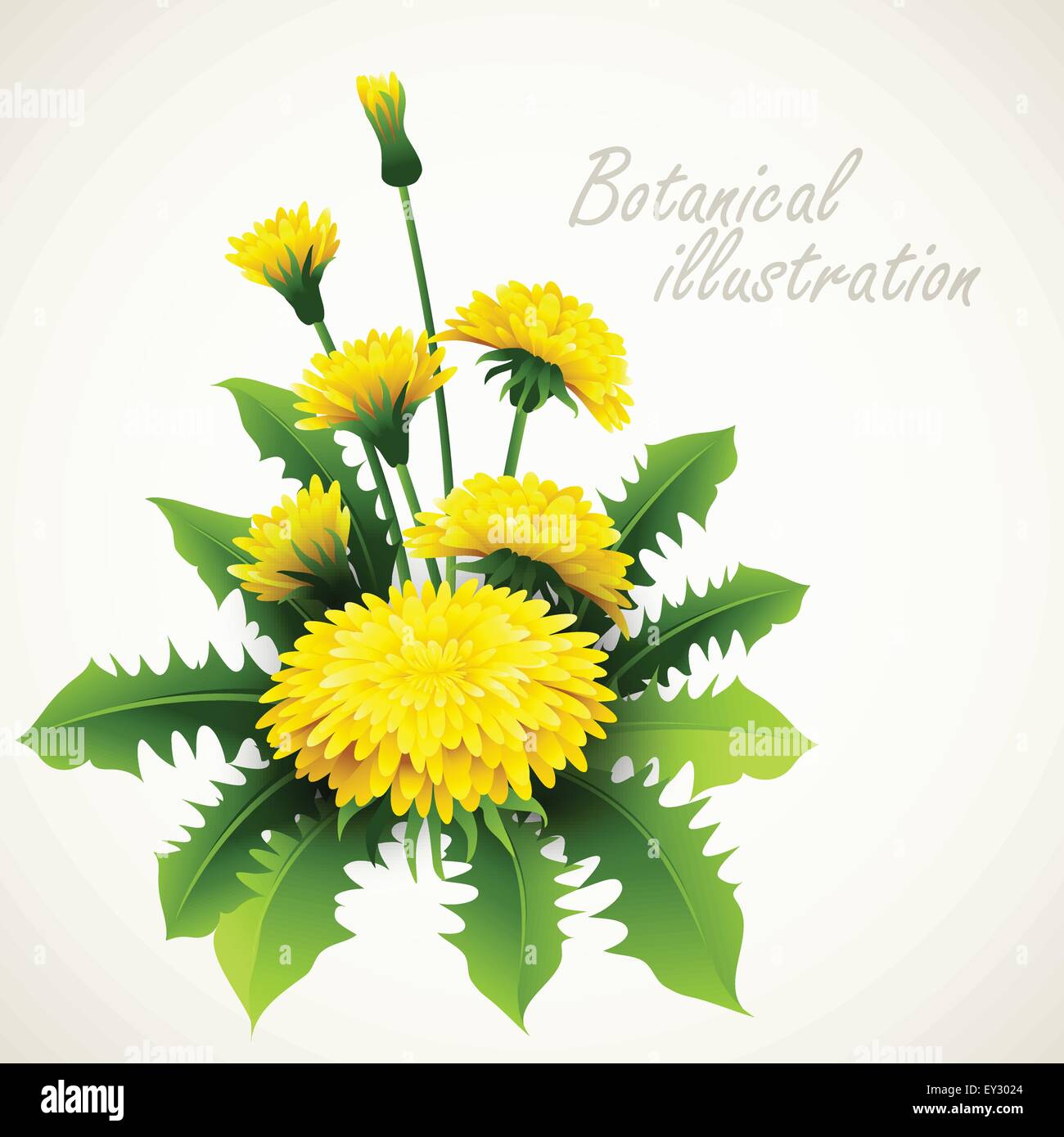 Botanical vector illustration. Vintage floral card Stock Vector Image ...