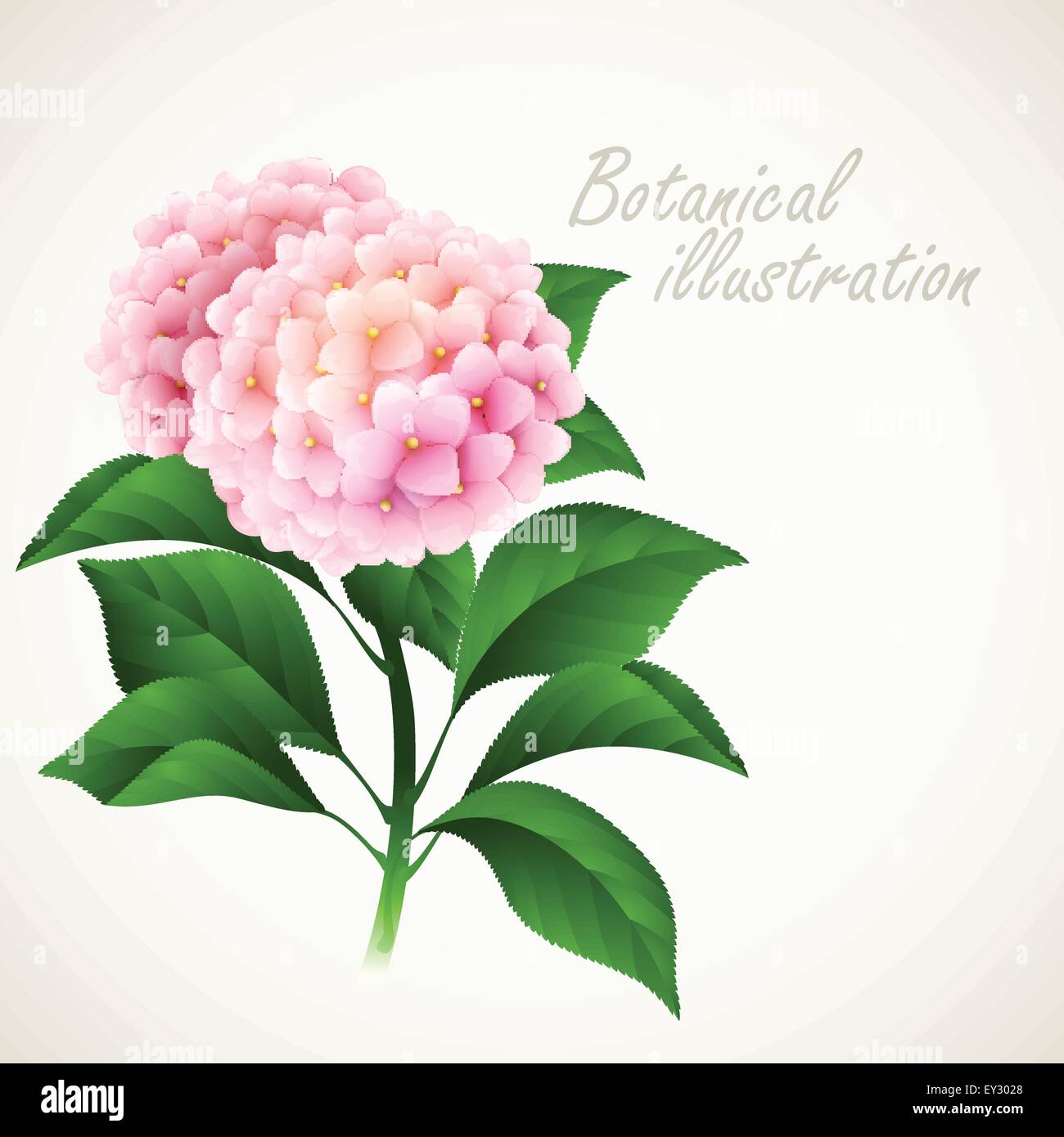 Botanical vector illustration. Vintage floral card Stock Vector Image ...