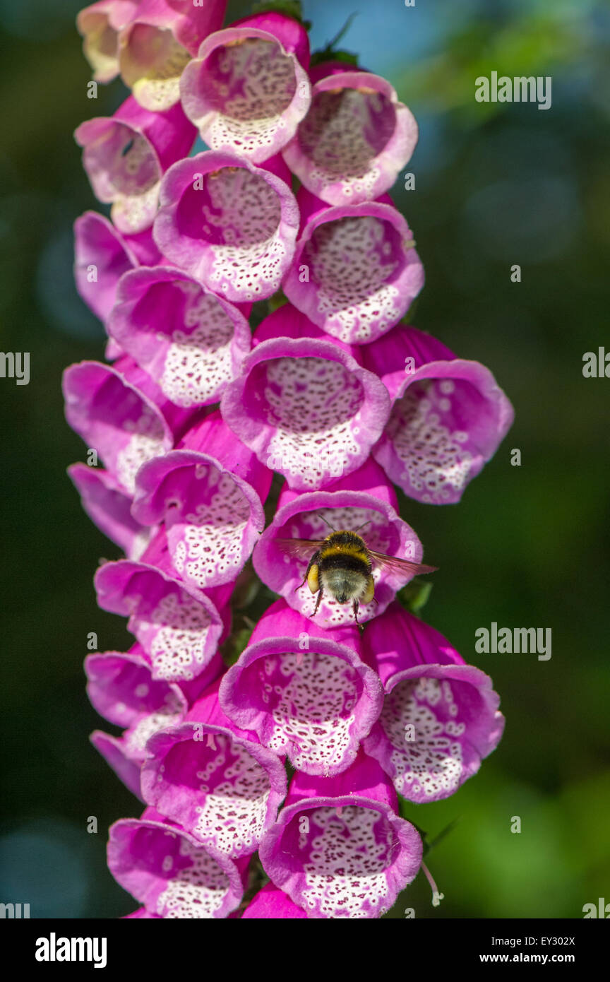 Close-up of a foxglove wildflower attracting a pollinating Bumble bee Stock Photo