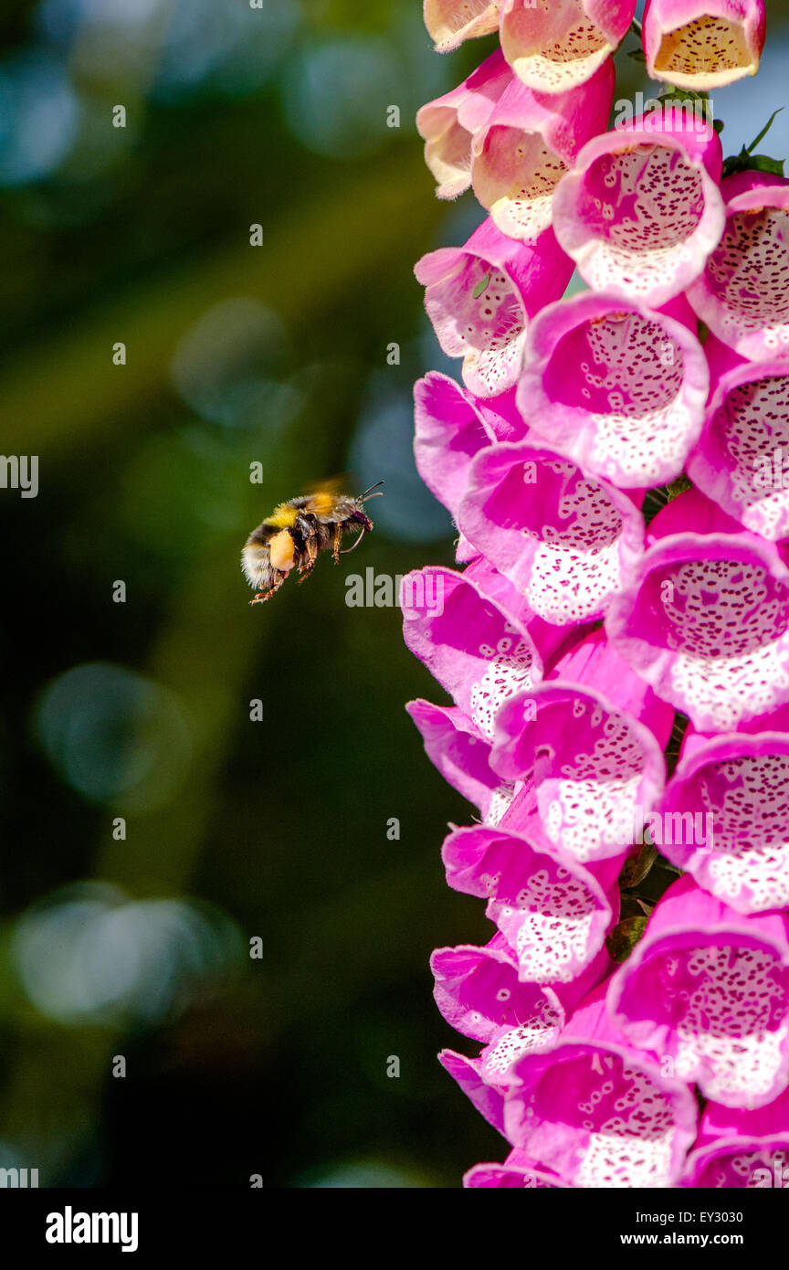 Close-up of a foxglove wildflower attracting a pollinating Bumble bee Stock Photo