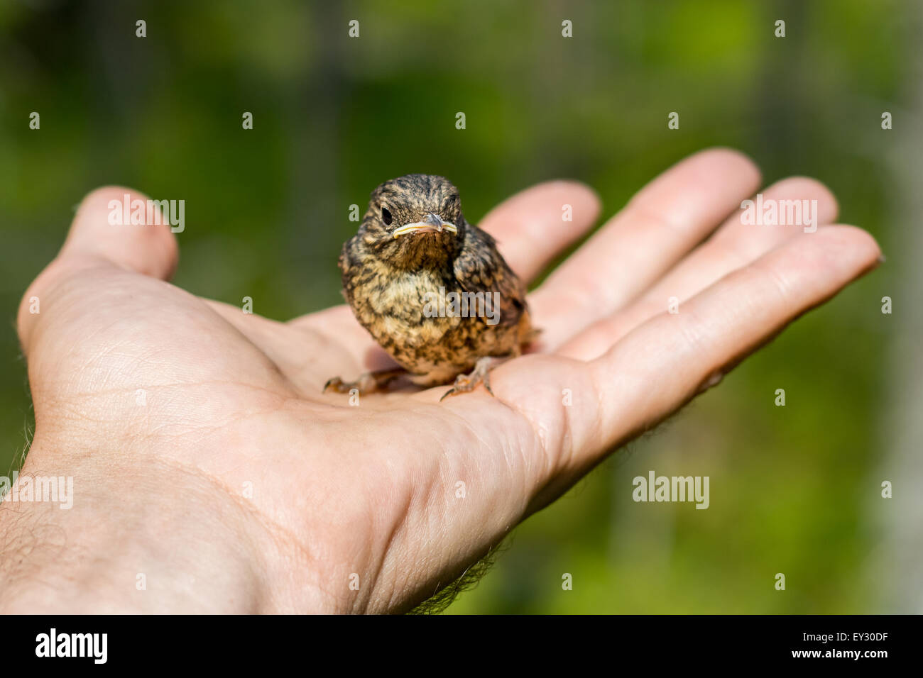 A small bird chick sitting on a palm Stock Photo