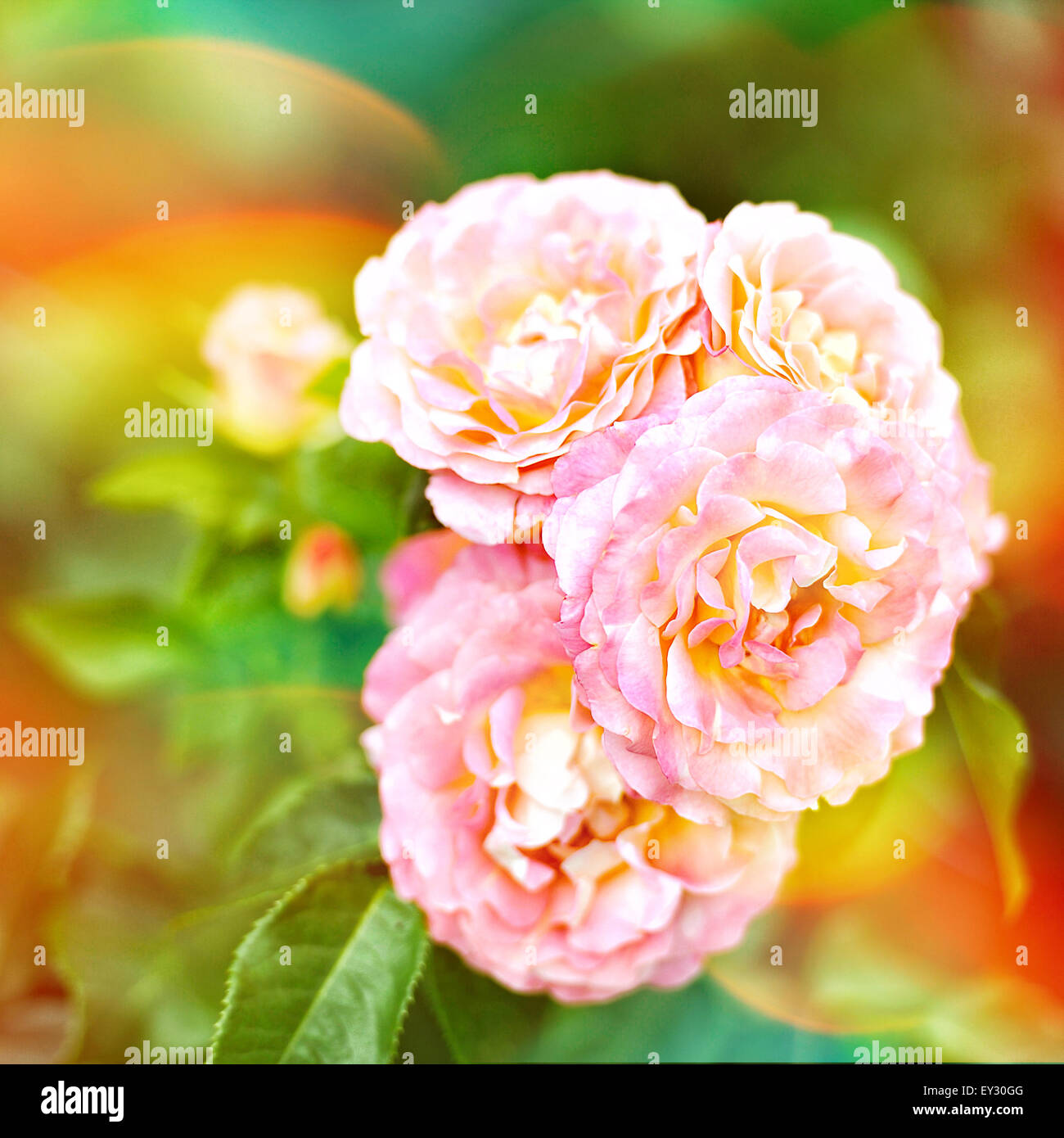 Bush of pink roses in garden. Vintage style toned picture with lens ...