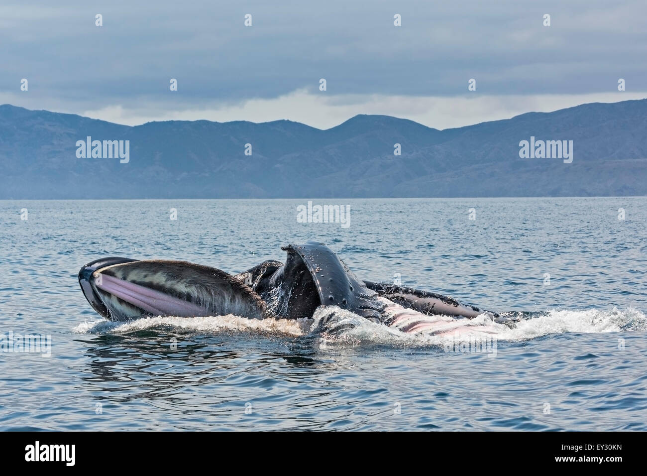 Close up view of a Humpback Whale lunge feeding in the Santa Barbara Channel near Channel Islands National Park, mouth wide open Stock Photo