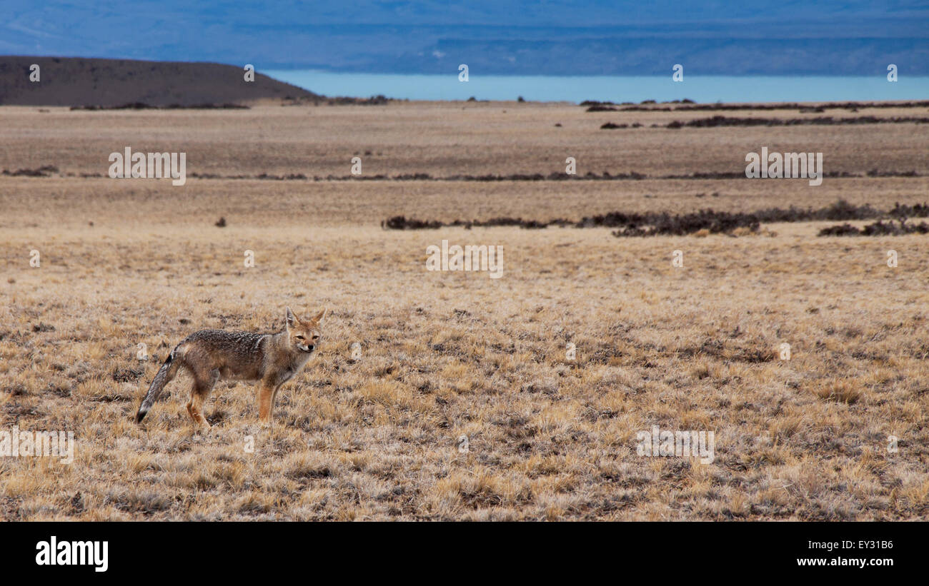 Patagonian fox. Landscape of Patagonia. South America. Patagonian steppe. camouflage Stock Photo