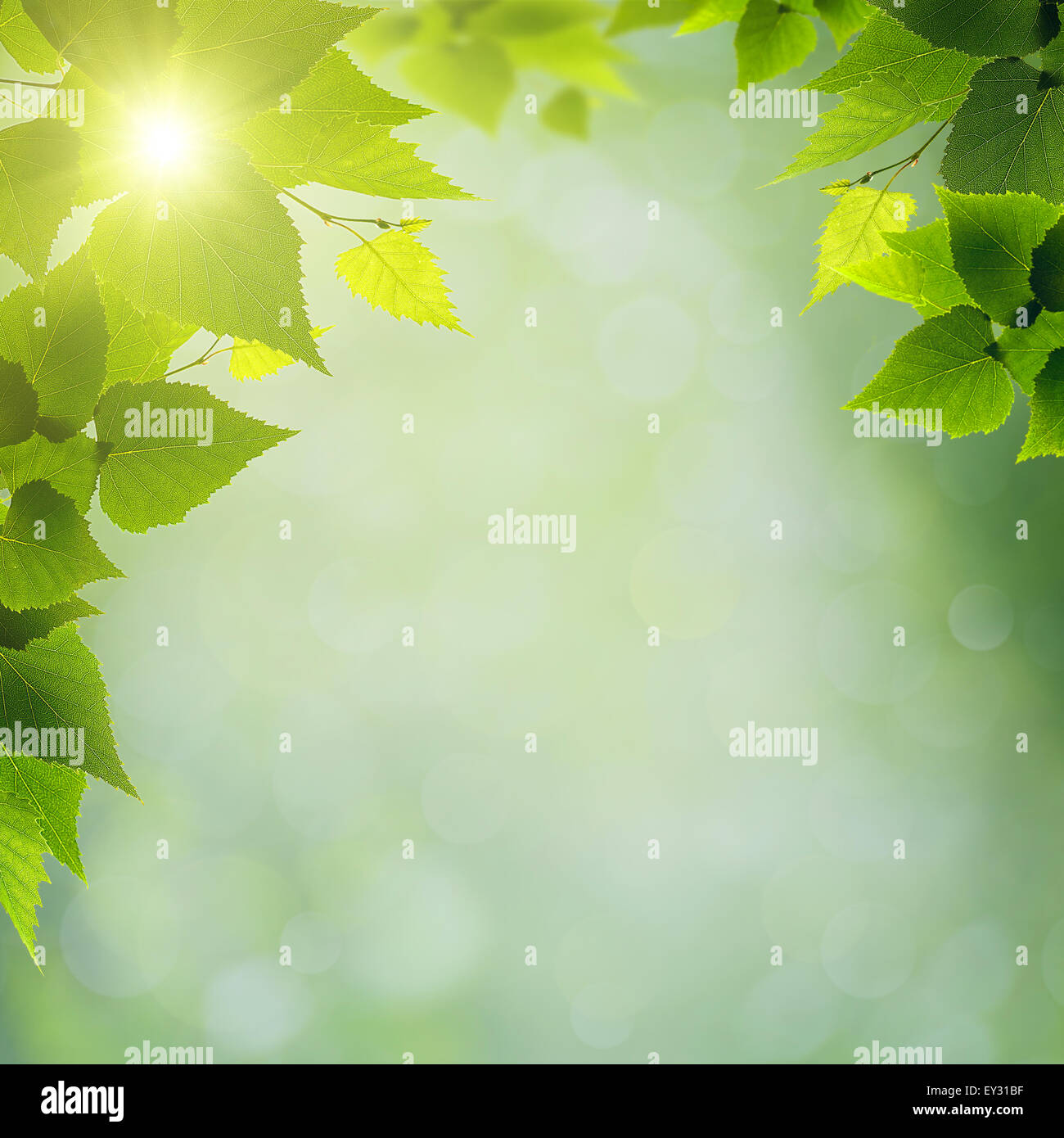 Order Natural Background abstract natural backgrounds with green foliage and beauty bokeh Stock ...
