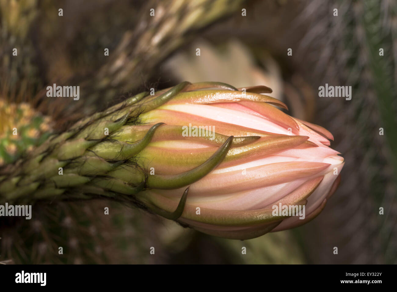 Pinkish bud of the San Pedro Cactus.  Grown in South America for medicinal purposes, this one blooms in California. Stock Photo