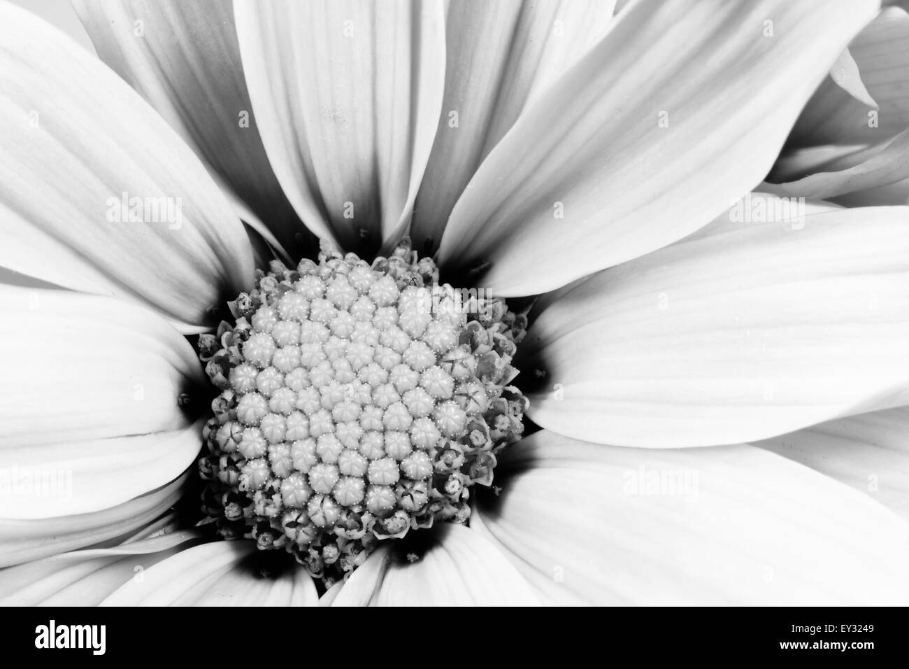 Growth image Black and White Stock Photos & Images - Alamy