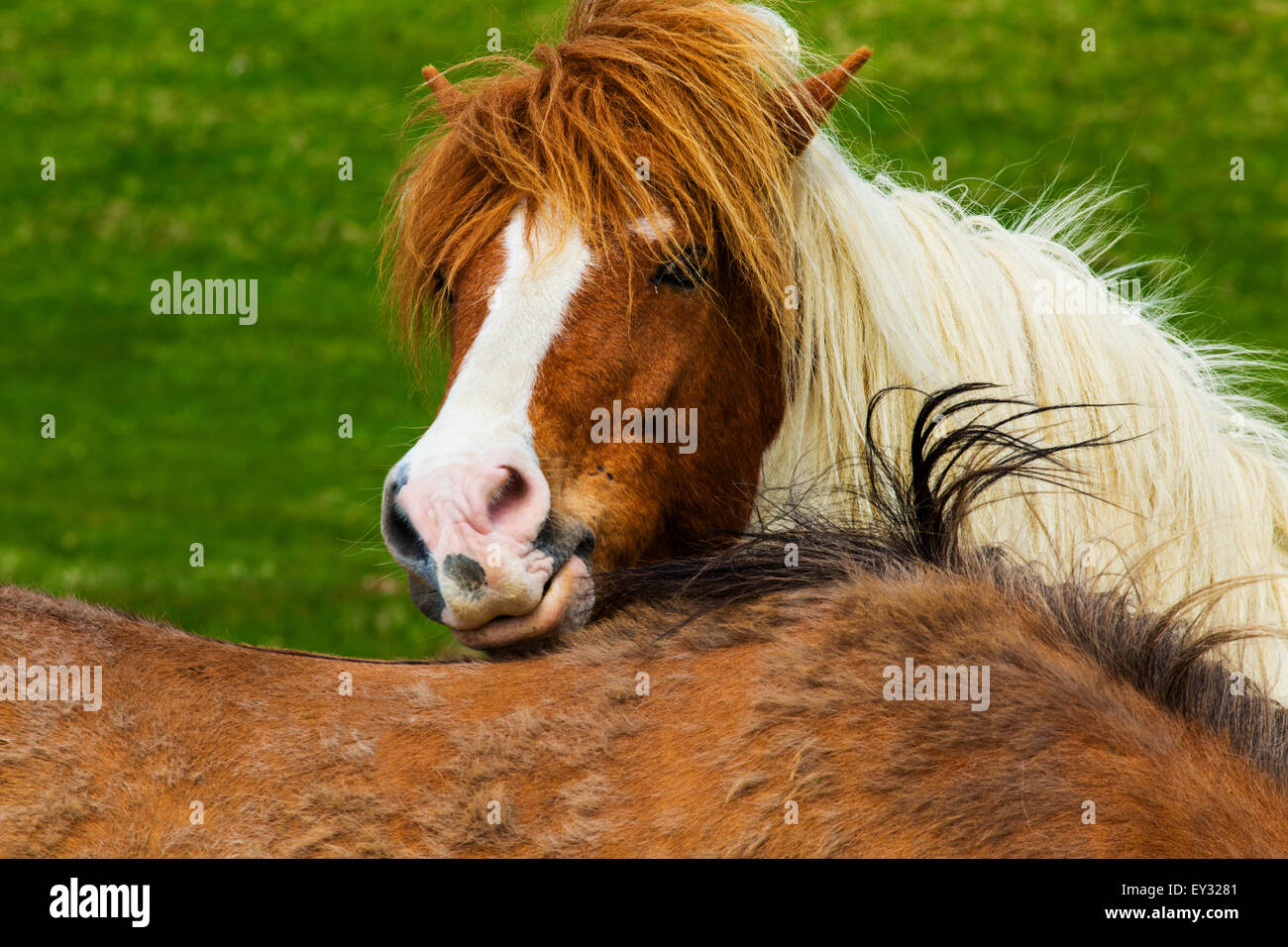 Icelandic horses in Pasture. Iceland Stock Photo Alamy