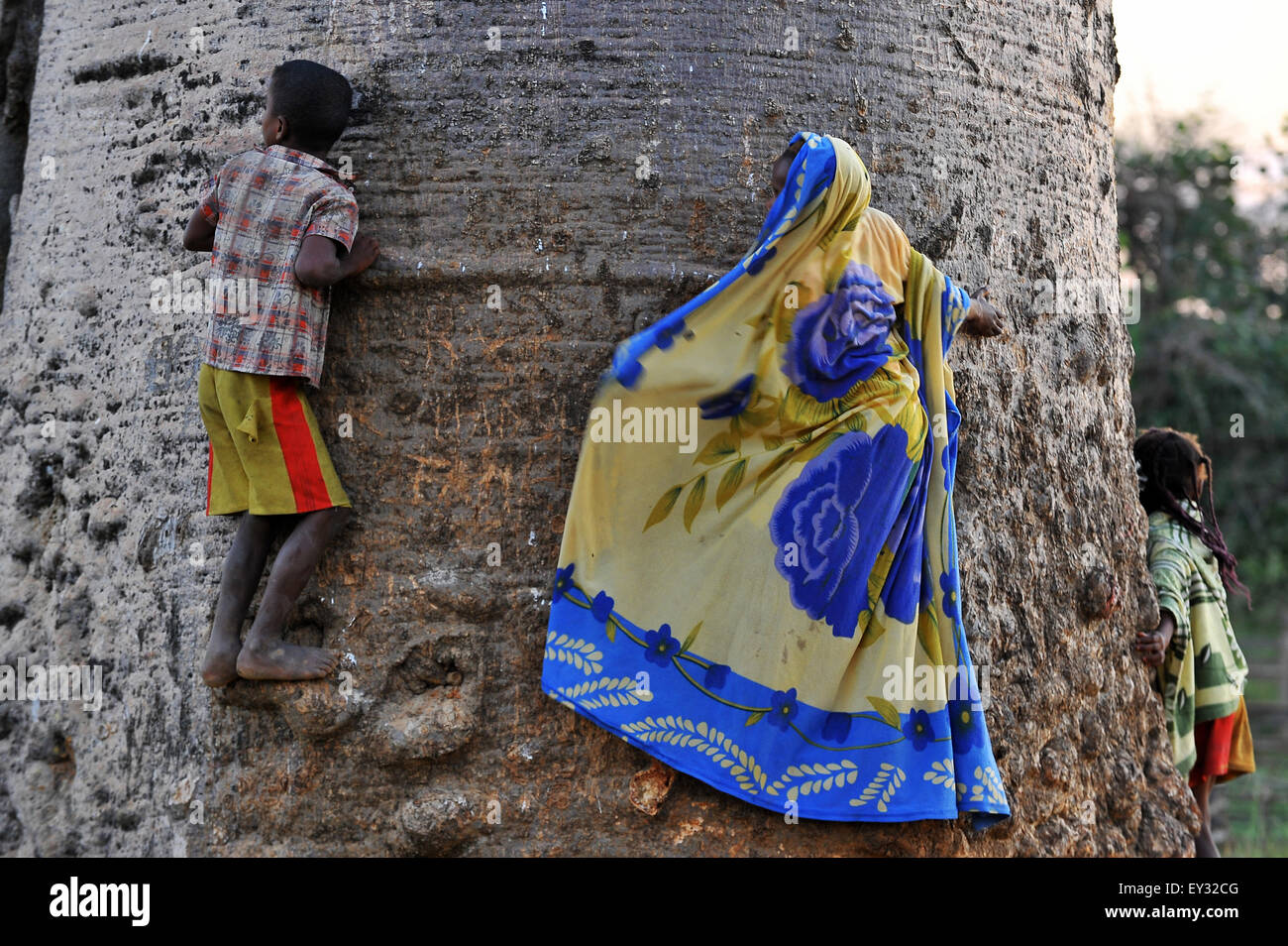Kids climbing on the trees of the Avenue or Alley of the Baobabs in Madagascar. Stock Photo