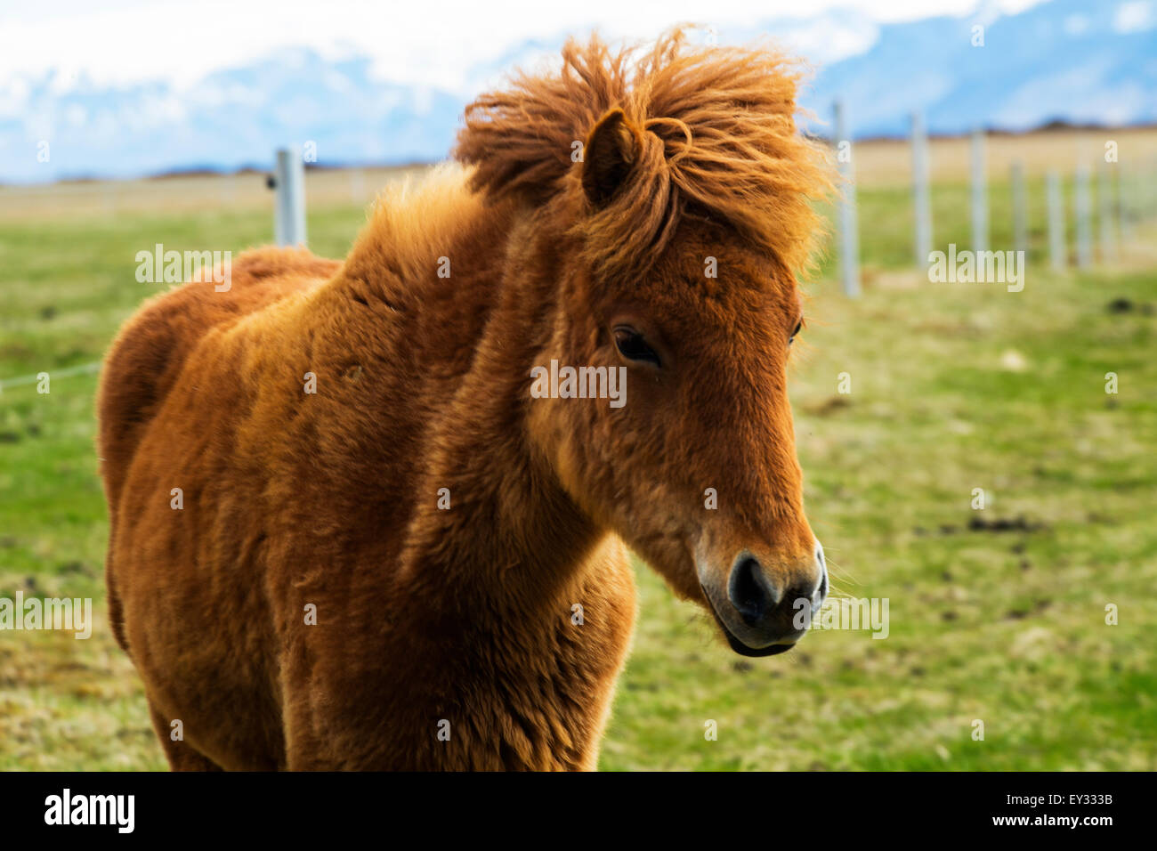 Icelandic Horses In Pasture. Iceland Stock Photo - Alamy